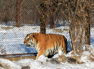 中国動物園で男性がトラに襲われ死亡、半年で2回目 中国動物園で男性がトラに襲われ死亡、半年で2回目