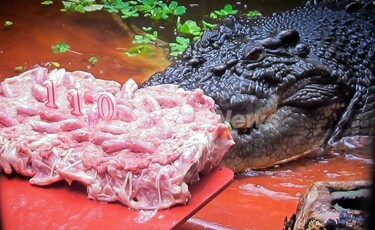 世界最大のワニ「カシウス」、110歳に オーストラリア 写真2枚 国際