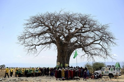 アフリカ最古級のバオバブ、過去10年で大量枯死 研究 写真1枚 国際