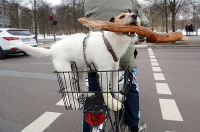 「うらやましいでしょ！」宝物をくわえて移動中