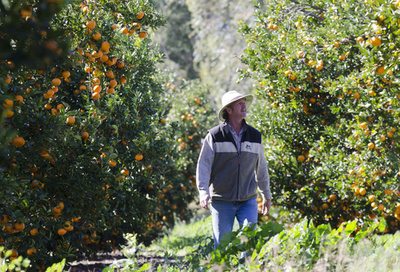 留学生とバックパッカーを搾取、豪で「賃金泥棒」はびこる 報告書