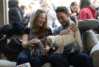 全米初の猫カフェに1日500人殺到、NYで4日間だけ開店