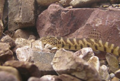 韓国・国立公園公団、絶滅危惧種の扶安シマドジョウの映像公開