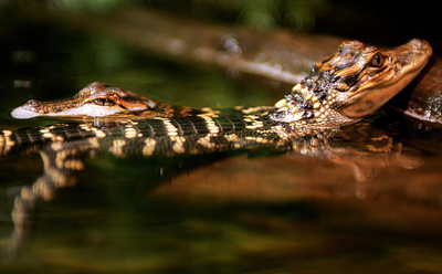 赤ちゃんワニなど23匹盗まれる、シドニー爬虫類園