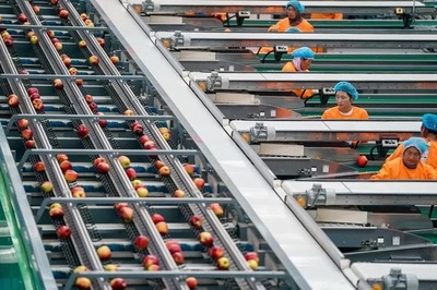 中国産リンゴ 世界生産量の半分超