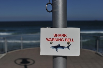 ボディーボード中にサメが襲撃、仏人観光客が負傷 NZ