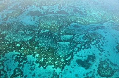 カリブ海のサンゴ礁、炭酸カルシウム産出量が数千年前の半分以下に 研究