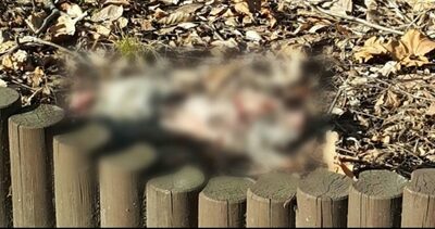 虐待疑いの野良猫、死骸が相次いで発見…韓国・仁川、警察が捜査着手
