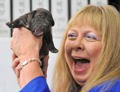 韓国でペット犬のクローン5匹が誕生、商業ベース初
