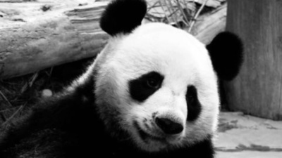 タイのパンダ「創創」の死因は心不全