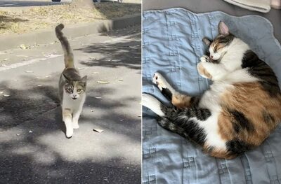 1年間待ち続けた野良猫…韓国・浦項で生まれた「奇跡の再会」物語