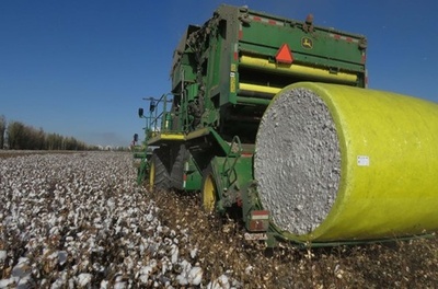 「新疆綿」はなぜ中国たたきの理由になったのか？