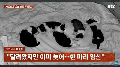 オス犬がドア破壊→愛犬妊娠→9匹出産…韓国“望まぬ妊娠”飼い主間に浮上した「責任問題」