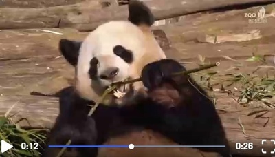 パンダ誕生日、テノール歌手12人がお祝いの熱唱 ドイツ