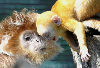 ブダペストの動物園で、稀少なオナガザルの仲間の赤ちゃんをお披露目
