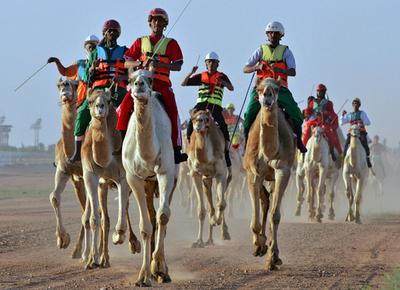 ラクダレース開催 - サウジアラビア