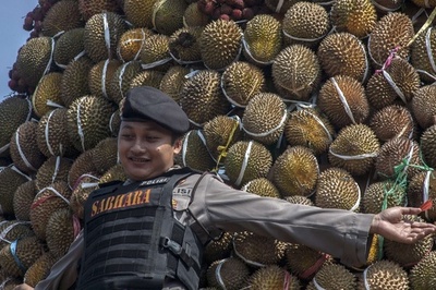 インドネシアでドリアン祭り、果実守る警官も必死
