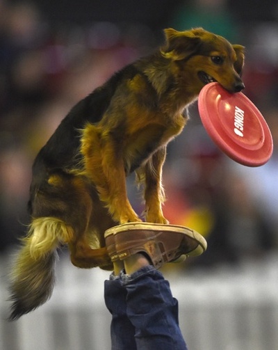 自慢の芸を披露、ドイツの犬猫ペットショー