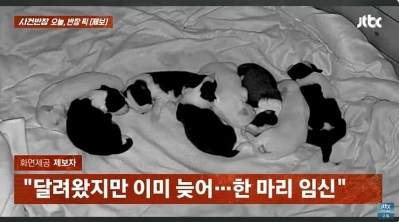 JTBC番組「事件班長」(c)news1