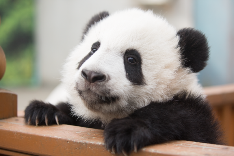 秦嶺の赤ちゃんパンダ４頭の名前が決定 陝西省西安市 写真3枚 国際ニュース Afpbb News