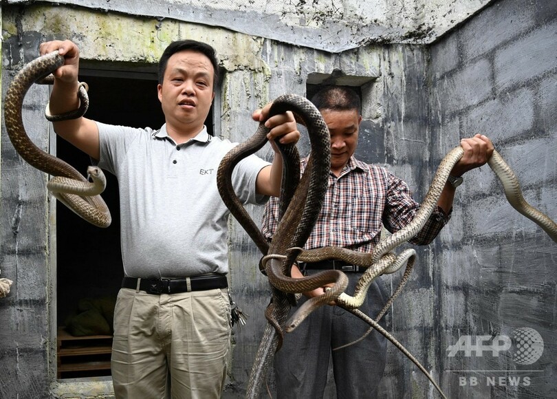 ナンダにコブラ 貧困脱却に向け蛇を養殖 広西 河池 写真6枚 国際ニュース Afpbb News