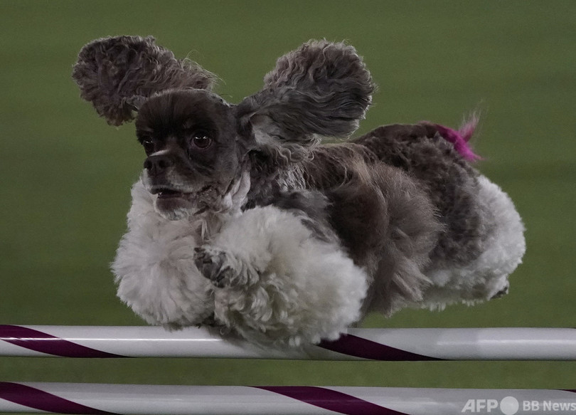 どの犬も全力疾走 米伝統のドッグショーで障害物競走