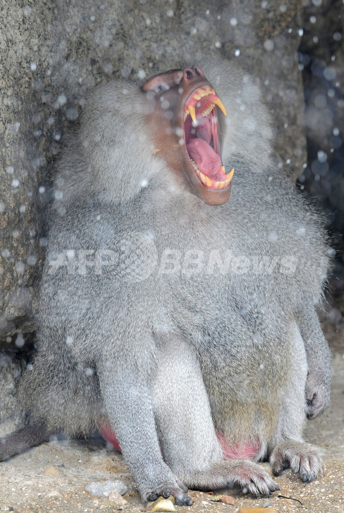 ヒヒの大あくび、動物も眠たい季節？ミュンヘン