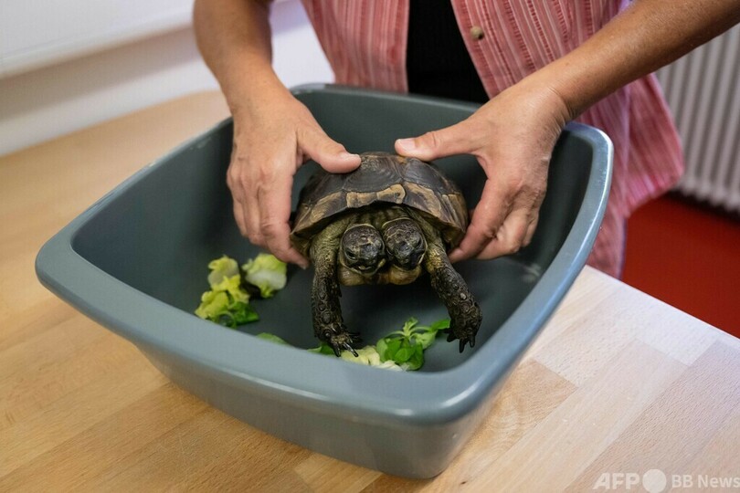 双頭のカメ「ヤヌス」、最長寿記録を更新 スイス