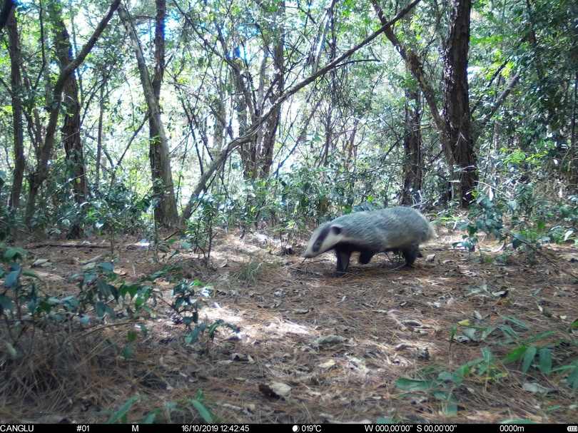 準絶滅危惧種のアジアアナグマの撮影に成功 中国・浙江省
