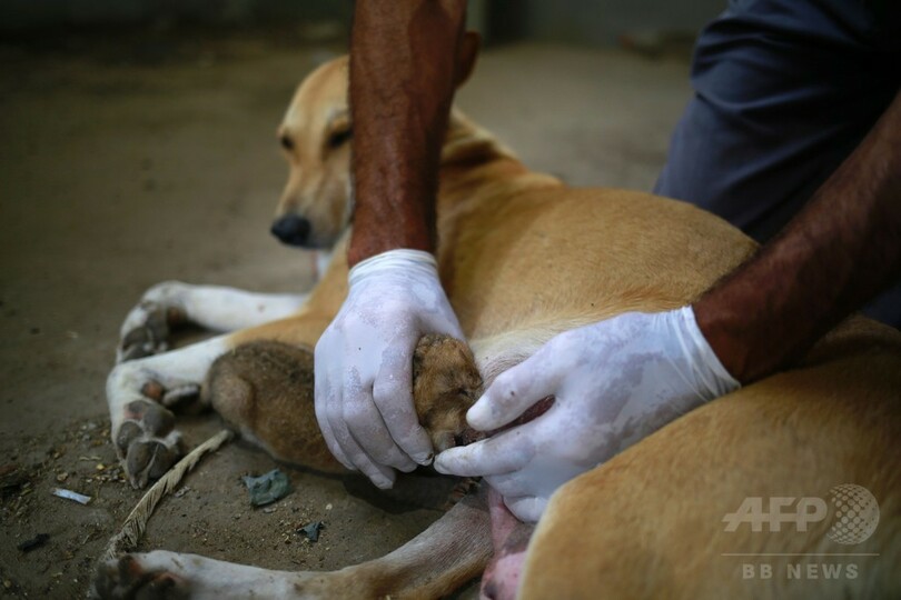 とても小さな赤ちゃんライオン 犬の乳もらって育つ ガザ 写真3枚 国際ニュース Afpbb News