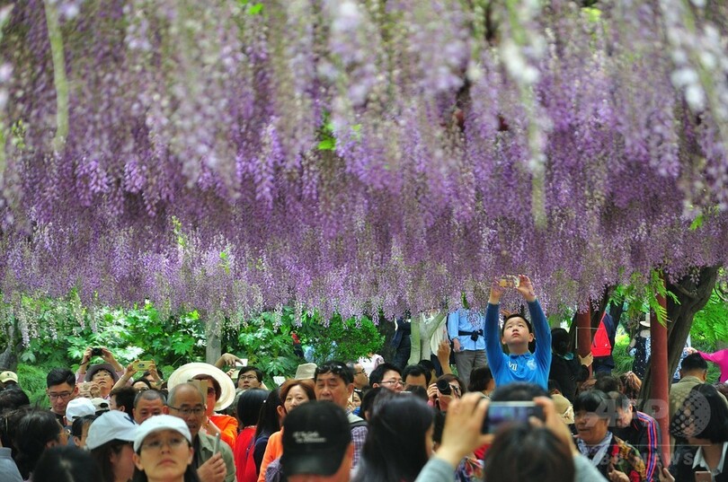 淡い紫のカーテン上海嘉定紫藤園でフジが満開