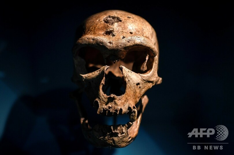 ネアンデルタール人と現生人類の分岐、従来説より約30万年早い 英研究