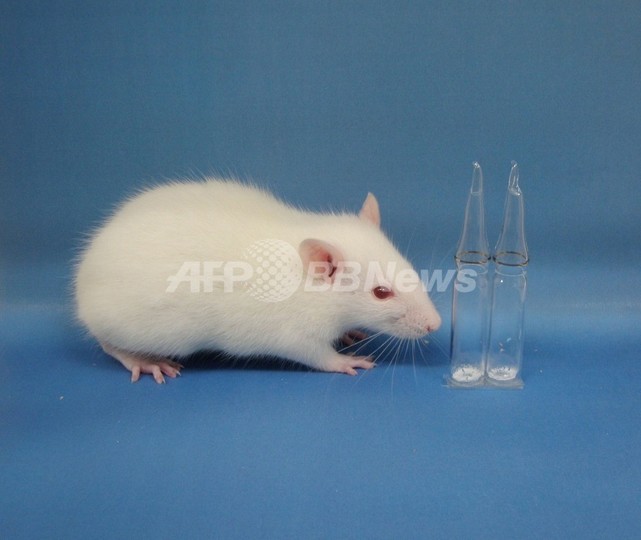 希少動物の精子のフリーズドライ保存に成功、京大 希少動物の精子のフリーズドライ保存に成功、京大