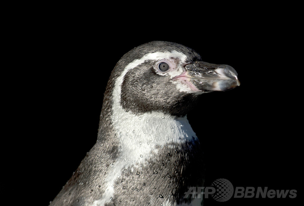 ペンギンが長雨でストレス?餌に抗うつ剤 英水族館 ペンギンが長雨でストレス?餌に抗うつ剤 英水族館