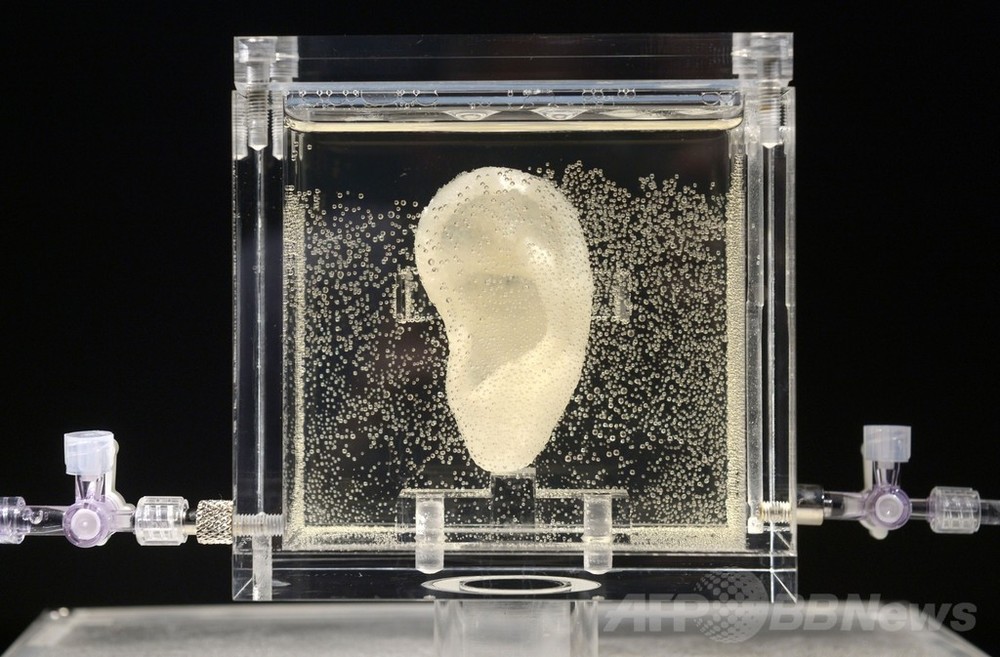 ゴッホの耳の生体レプリカ、ドイツの美術館で展示 写真4枚 国際 