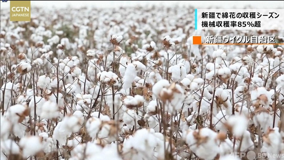 新疆で綿花収穫期 機械収穫率85 超 写真1枚 国際ニュース Afpbb News