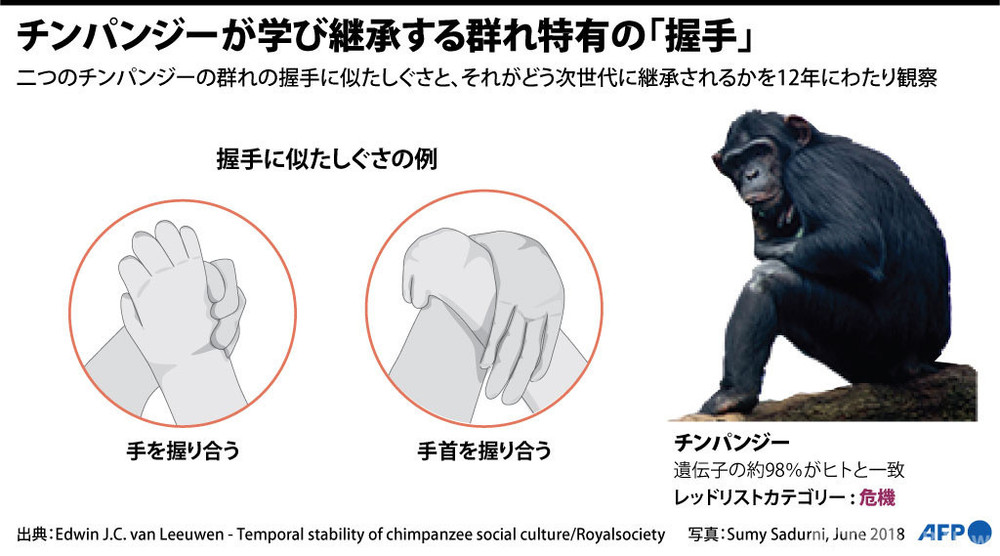 ヒト上科