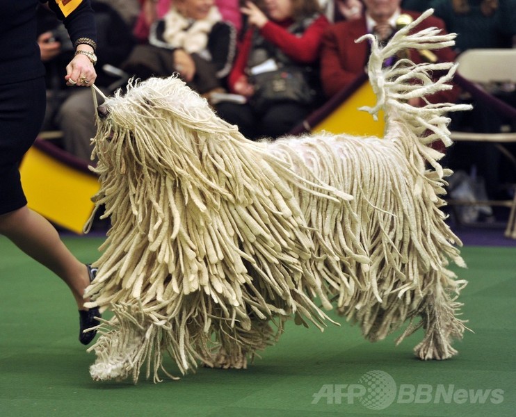 【特集】「美犬」大集合、米ドッグショー写真集