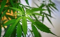 タイの首都バンコクに開業した大麻専門クリニックに飾られた大麻草（2020年1月6日撮影）。(c)Mladen ANTONOV / AFP
