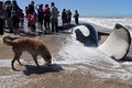 アルゼンチン・ブエノスアイレス州マルチキータの海岸に打ち上げられたシャチの近くでにおいを嗅ぐ犬（2019年9月16日撮影）。(c)Mara Sosti / AFP
