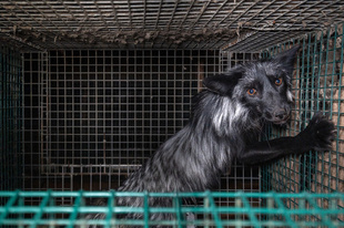 毛皮産業の闇、愛護団体が動物の窮状を極秘撮影 フィンランド