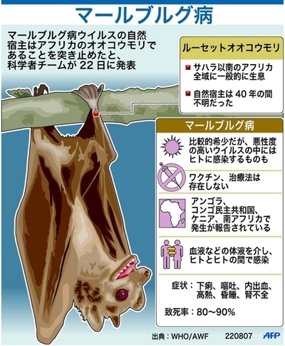 マールブルグ病ウイルス媒介の「犯人」を特定、病気発見から40年