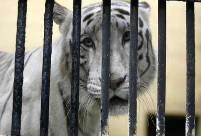 世界銀行がアジアでトラ保護プロジェクト