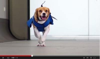 KLMオランダ航空のビーグル犬動画、作り話だった