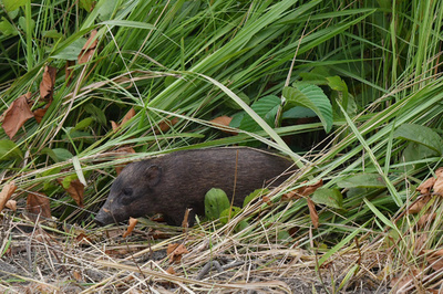 動画:世界最小イノシシ12匹、野生へ インド