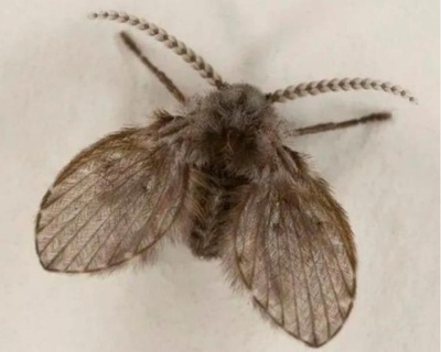 よく見る小さな虫、叩きつぶしたら眼球摘出の羽目に 中国深セン市