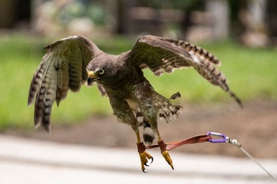 羽切りされたオオハシノスリ、羽根の「移植」で再び空へ エルサルバドル
