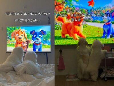 韓国で広がる“犬専用アニメ”…見えやすい色使いに飼い主の関心集まる