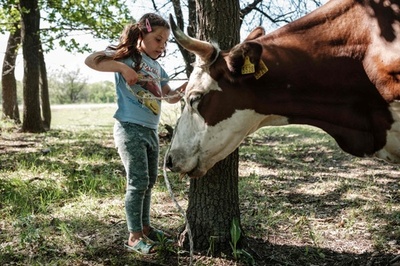 顧客がいなくなっても牛の世話、ウクライナの酪農一家