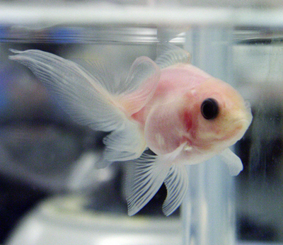 内臓が透けて見える金魚、三重大が開発に成功